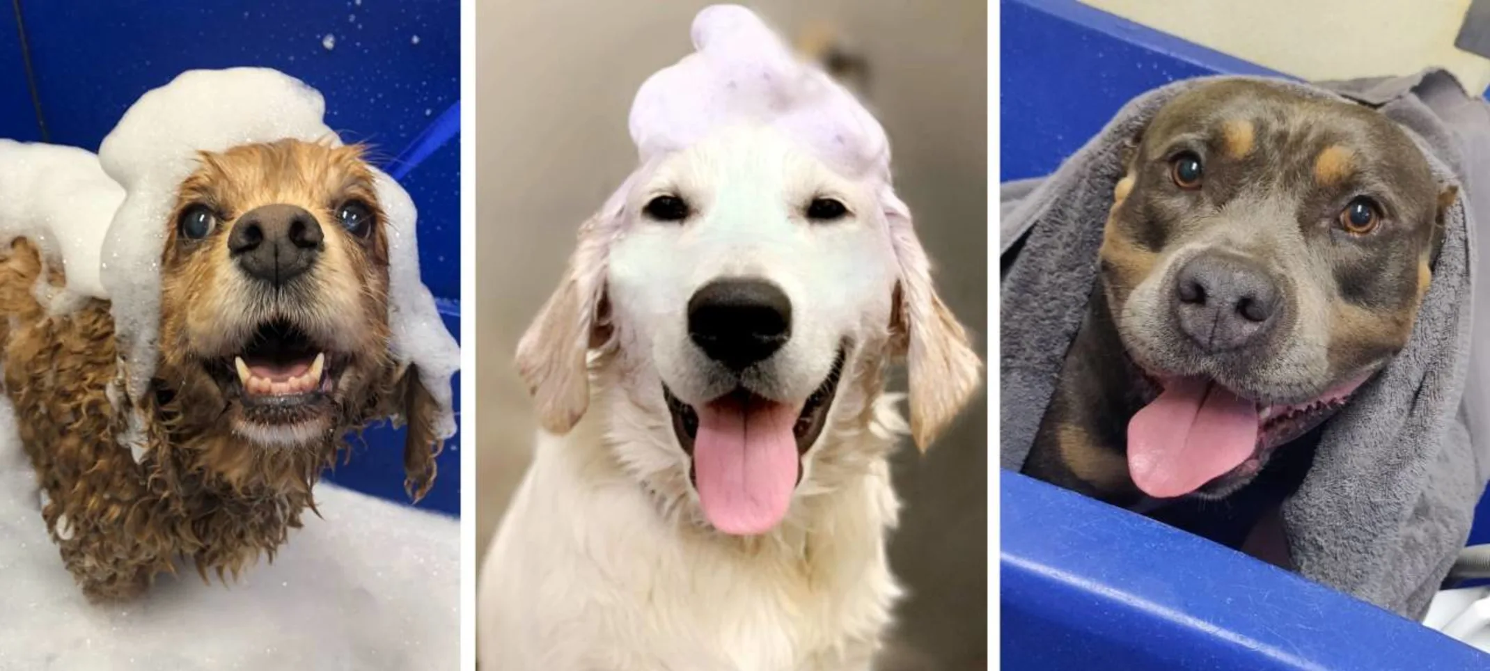 Dogs enjoying a bath at Lafayette Veterinary Care Clinic.